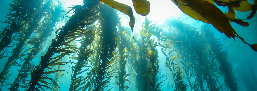 The God of&nbsp;Kelp